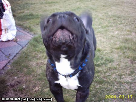 Französische Bulldogge Hunde Foto 15969 in höherer Auflösung ansehen Französische Bulldogge Ich kann auch anders,ich habe das letzte Wort (Gismo)
