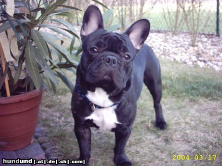 Französische Bulldogge Hunde Foto 15883 in höherer Auflösung ansehen Französische Bulldogge Unser Bully,der Gismo