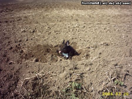 Französische Bulldogge Hunde Foto 15971 in höherer Auflösung ansehen Französische Bulldogge Aubacke,das gibt Ärger mit Frauchen (Gismo)