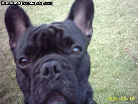 Französische Bulldogge Hunde Foto 15972 in höherer Auflösung ansehen Französische Bulldogge Sag mir was nettes! (Gismo)