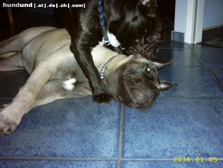 Französische Bulldogge Hunde Foto 15973 in höherer Auflösung ansehen Französische Bulldogge Komm,ich mach dir deine Ohren sauber! Gismos Bullmastif Freundin Dainji