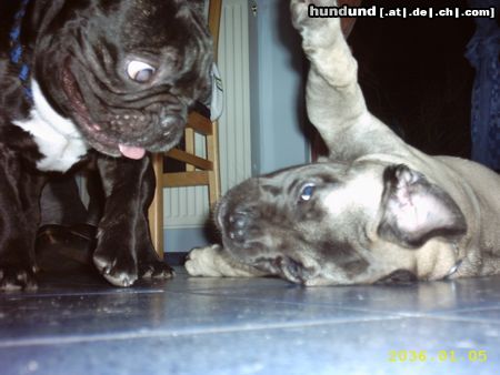 Französische Bulldogge Hunde Foto 15974 in höherer Auflösung ansehen Französische Bulldogge Du willst mich doch etwa nicht hauen? Gismo& Dainji