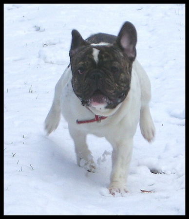 Französische Bulldogge Hunde Foto 29809 in höherer Auflösung ansehen Französische Bulldogge Bruno