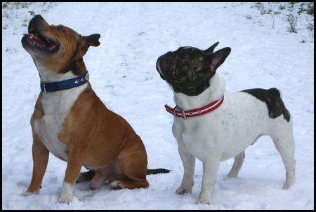 Französische Bulldogge Hunde Foto 29810 in höherer Auflösung ansehen Französische Bulldogge Bruno mit Staffbull Macho