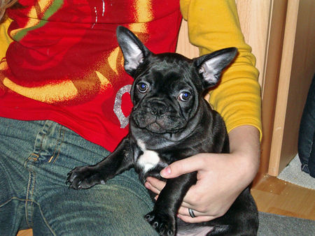 Französische Bulldogge Hunde Foto 29921 in höherer Auflösung ansehen Französische Bulldogge