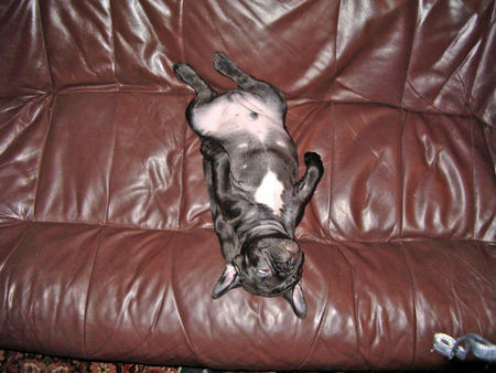 Französische Bulldogge Hunde Foto 29779 in höherer Auflösung ansehen Französische Bulldogge Maddox