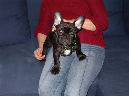 Französische Bulldogge Maddox