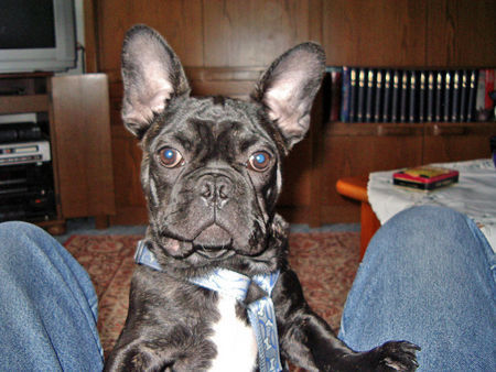 Französische Bulldogge Hunde Foto 29777 in höherer Auflösung ansehen Französische Bulldogge Maddox