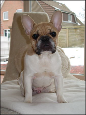 Französische Bulldogge Hunde Foto 30300 in höherer Auflösung ansehen Französische Bulldogge Conner schon ein halbstrker Mann