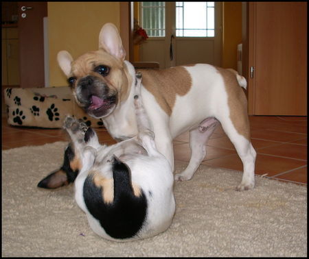 Französische Bulldogge Hunde Foto 30301 in höherer Auflösung ansehen Französische Bulldogge Conner + Angel