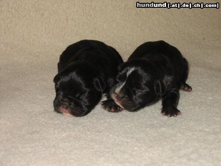 Französische Bulldogge oh wie niedlich....