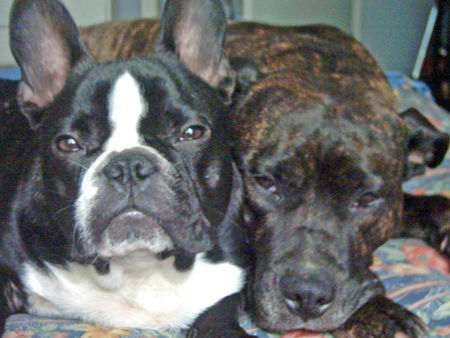 Französische Bulldogge Hunde Foto 32567 in höherer Auflösung ansehen Französische Bulldogge ein team