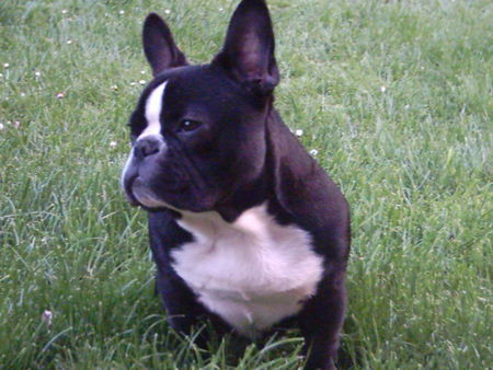 Französische Bulldogge Hunde Foto 31444 in höherer Auflösung ansehen Französische Bulldogge major 6 monate alt