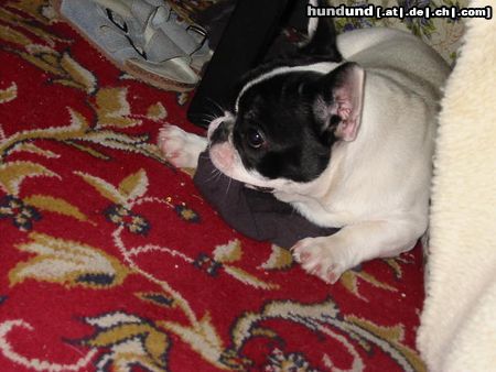 Französische Bulldogge Hunde Foto 7319 Französische Bulldogge mmmhhh gut