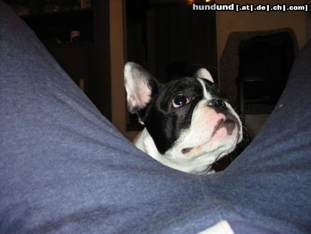 Französische Bulldogge Cindy