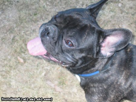 Französische Bulldogge Hunde Foto 3507 Französische Bulldogge Schönen Gruß aus Dortmund