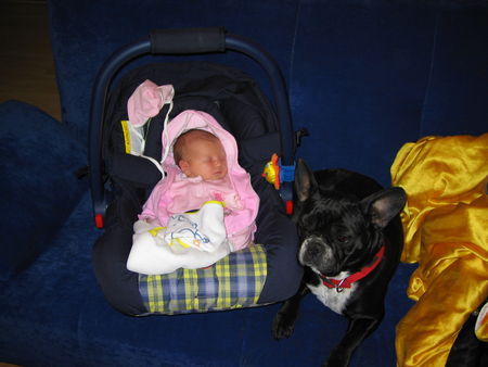 Französische Bulldogge Hunde Foto 31684 in höherer Auflösung ansehen Französische Bulldogge Der Beste Babysitter