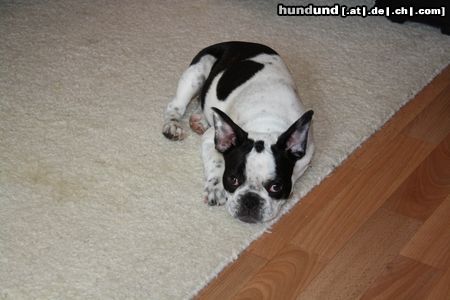 Französische Bulldogge Hunde Foto 46043 in höherer Auflösung ansehen Französische Bulldogge Mathilda mit 13 wochen