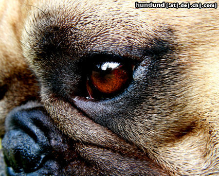 Französische Bulldogge Hunde Foto 44670 in höherer Auflösung ansehen Französische Bulldogge Balou von der Sparrenburg - Treue Seele