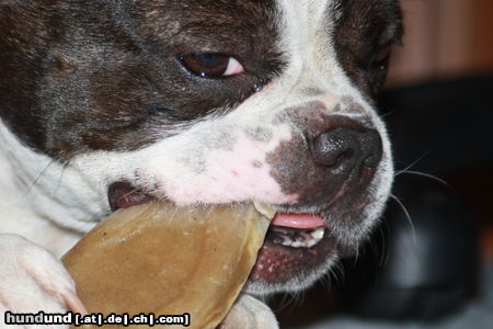 Französische Bulldogge Hunde Foto 46097 in höherer Auflösung ansehen Französische Bulldogge