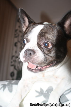 Französische Bulldogge Hunde Foto 46096 in höherer Auflösung ansehen Französische Bulldogge