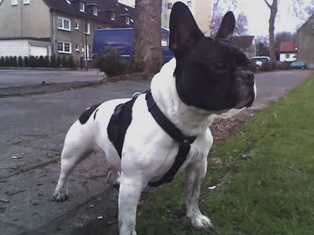 Französische Bulldogge Hunde Foto 37205 Französische Bulldogge IRA IN BESTFORM