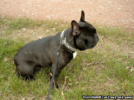Französische Bulldogge