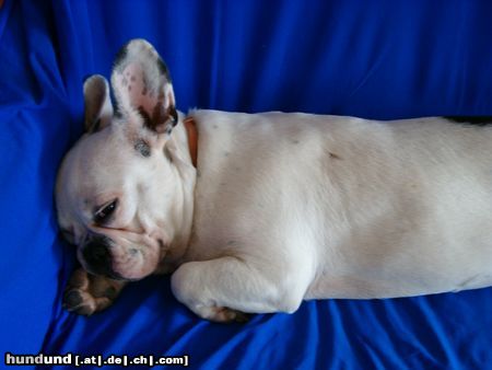 Französische Bulldogge Hunde Foto 5058 Französische Bulldogge Amelié III