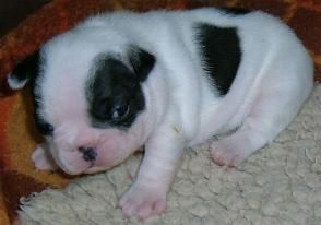 Französische Bulldogge Hunde Foto 28445 in höherer Auflösung ansehen Französische Bulldogge Er ist noch zu haben.