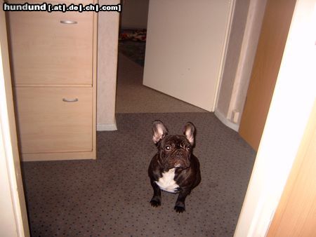 Französische Bulldogge Ist das Essen schon fertig?
