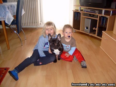 Französische Bulldogge Die beiden habe ich voll im Griff...  (Nelly)