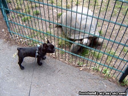 Französische Bulldogge Ey kommst du raus spielen? (Nelly`s 1. mal Tierpark)
