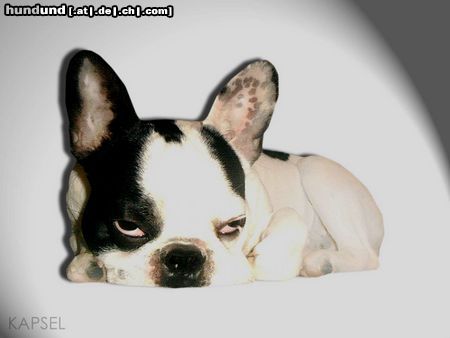 Französische Bulldogge Kapsel, soo müde