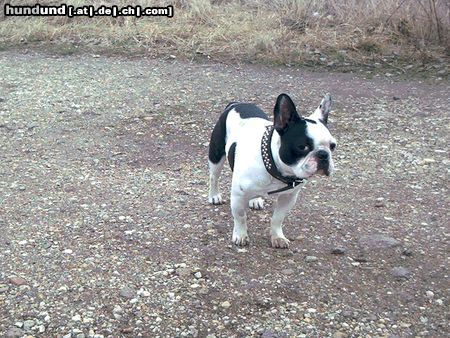 Französische Bulldogge Kapsel, 10 mon.
