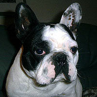 Französische Bulldogge Hunde Foto 30385 Französische Bulldogge Kapsel