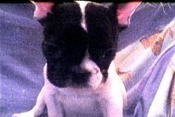 Französische Bulldogge joker :0)