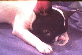 Französische Bulldogge joker :0)