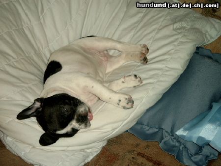 Französische Bulldogge