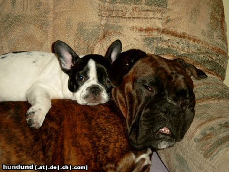 Französische Bulldogge Hunde Foto 7064 Französische Bulldogge