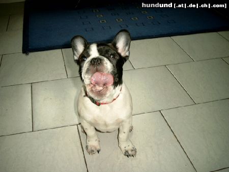 Französische Bulldogge Hunde Foto 8518 Französische Bulldogge mh, war das gerade lecker.