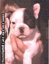 Französische Bulldogge Hunde Foto 11940 Französische Bulldogge am 1.05.04 Geboren einfach süß