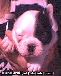 Französische Bulldogge Hunde Foto 11942 Französische Bulldogge am 1.05.04 Geboren einfach süß