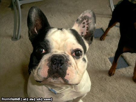 Französische Bulldogge Hunde Foto 22307 Französische Bulldogge