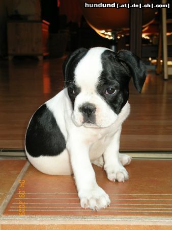 Französische Bulldogge PARIS