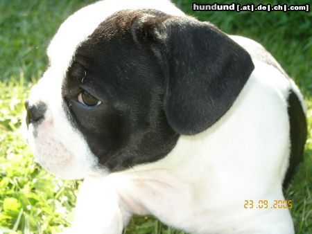 Französische Bulldogge Hunde Foto 25384 in höherer Auflösung ansehen Französische Bulldogge PARIS