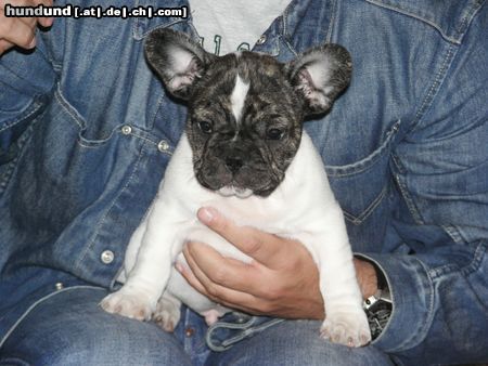 Französische Bulldogge Hunde Foto 22017 in höherer Auflösung ansehen Französische Bulldogge Welpe 8 Wochen