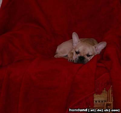 Französische Bulldogge Hunde Foto 2942 Französische Bulldogge King Ugo