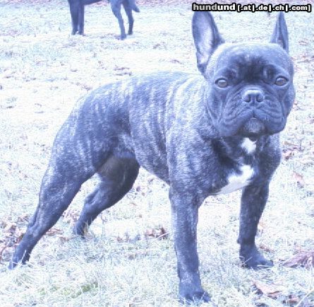 Französische Bulldogge Hunde Foto 20084 in höherer Auflösung ansehen Französische Bulldogge Kleopatra-Kira-Kis-Mi
