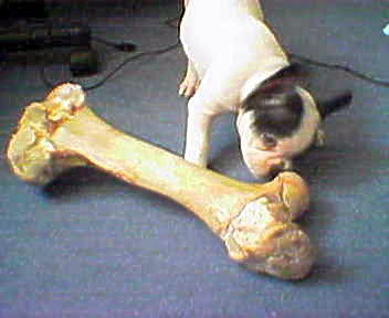 Französische Bulldogge Hunde Foto 30824 in höherer Auflösung ansehen Französische Bulldogge Nein, ich habe mich nicht überschätz!!!