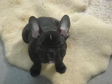 Französische Bulldogge Shira